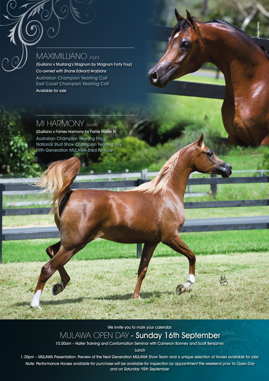 Australian Arabian Horse News Preview Pages
