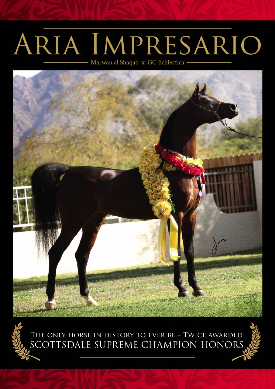 Australian Arabian Horse News Preview Pages