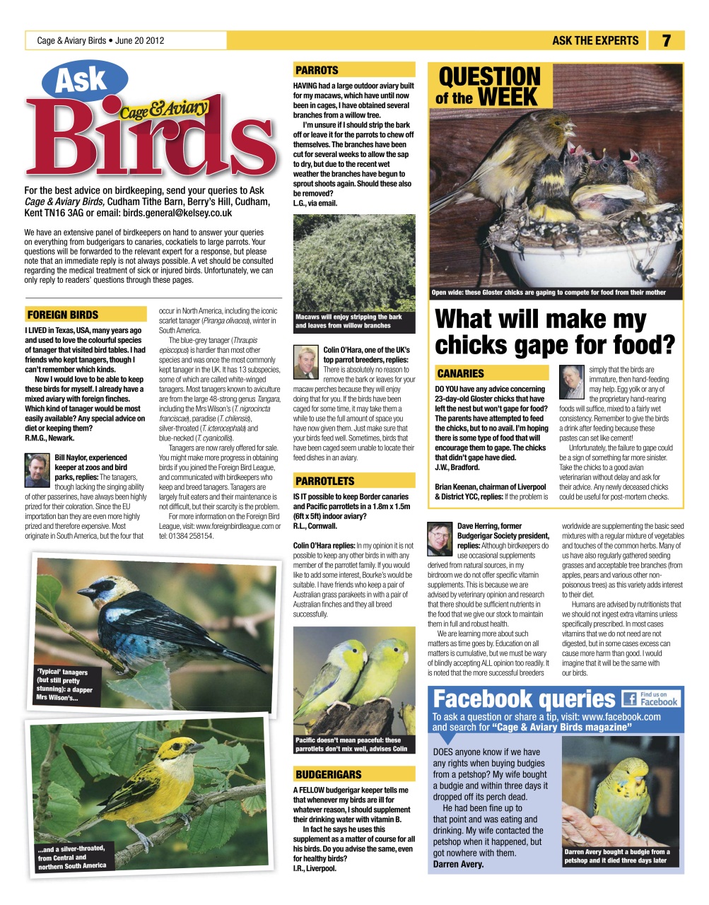 Cage & Aviary Birds Preview Pages