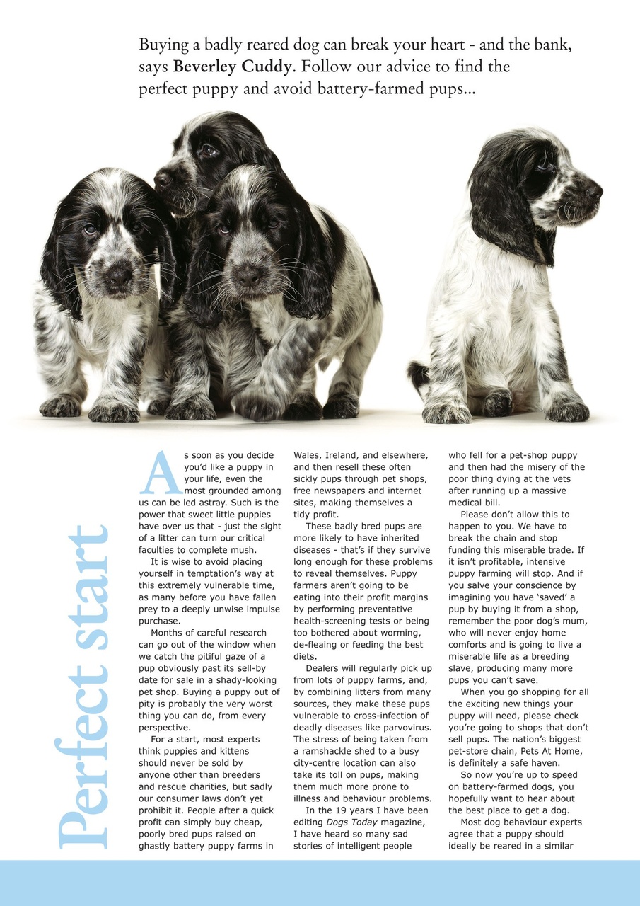 Dogs Today Magazine Preview Pages