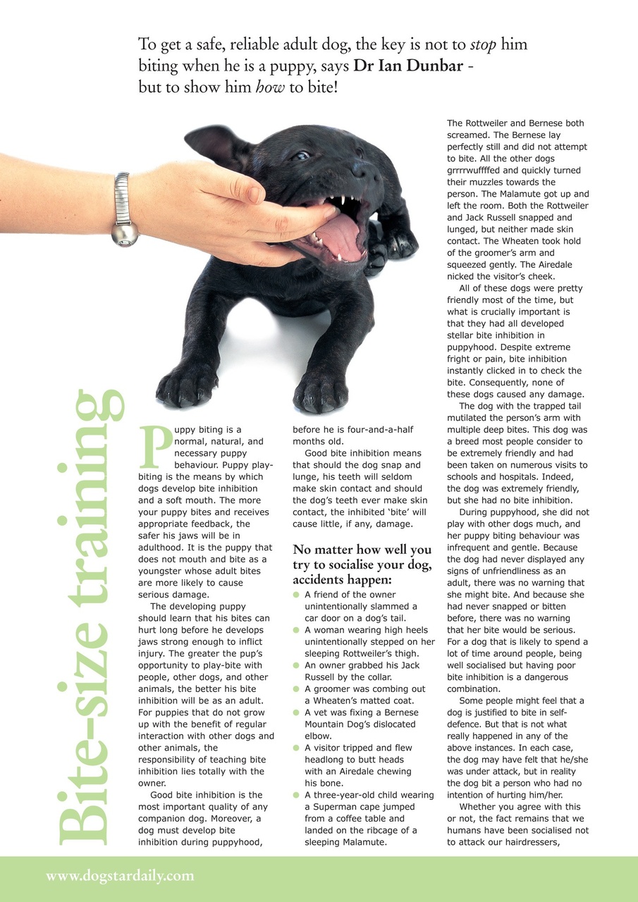 Dogs Today Magazine Preview Pages