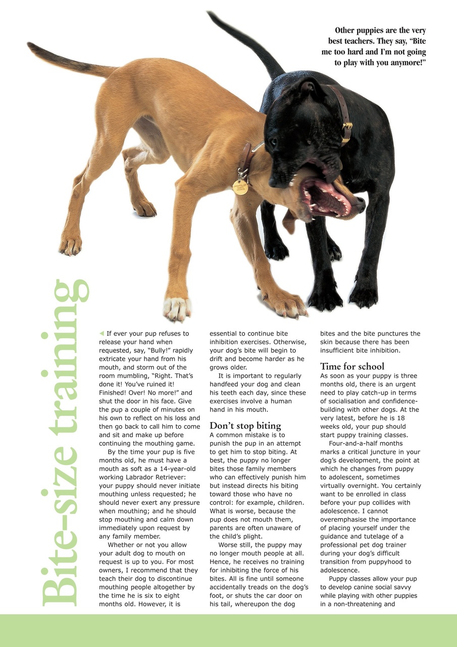 Dogs Today Magazine Preview Pages