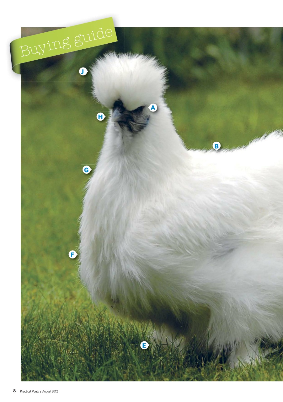 Practical Poultry Preview Pages
