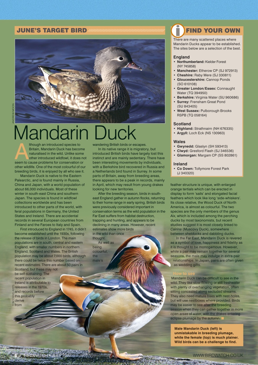 Birdwatch Magazine Preview Pages