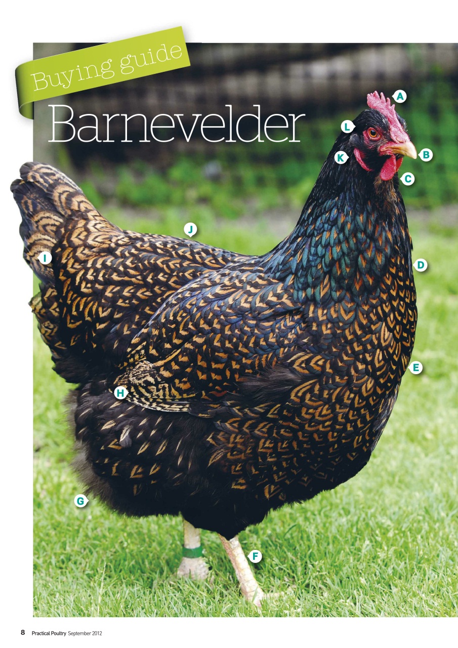 Practical Poultry Preview Pages