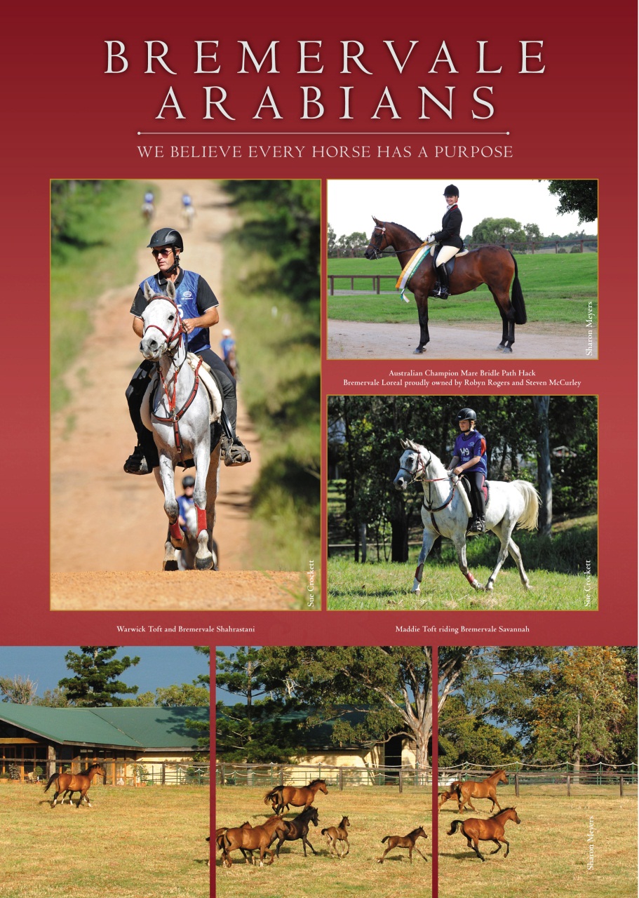 Arabian Studs & Stallions Preview Pages