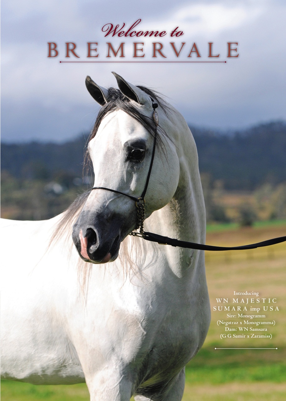 Arabian Studs & Stallions Preview Pages