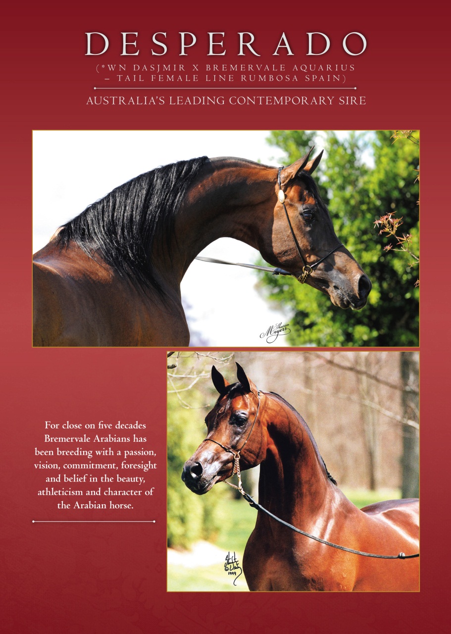 Arabian Studs & Stallions Preview Pages