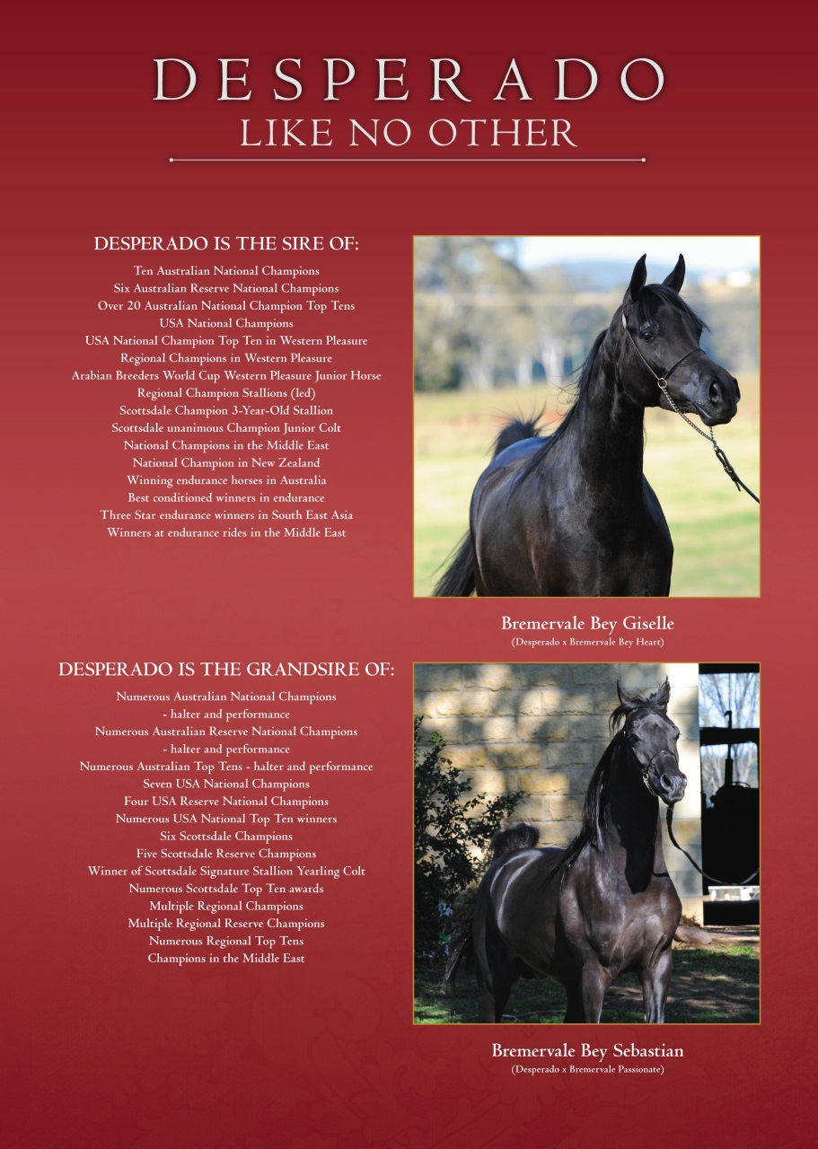 Arabian Studs & Stallions Preview Pages