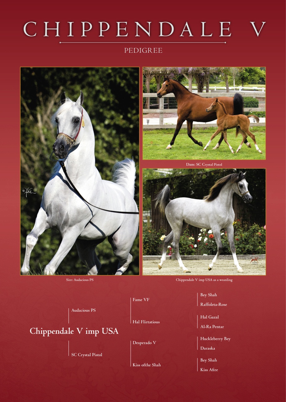 Arabian Studs & Stallions Preview Pages