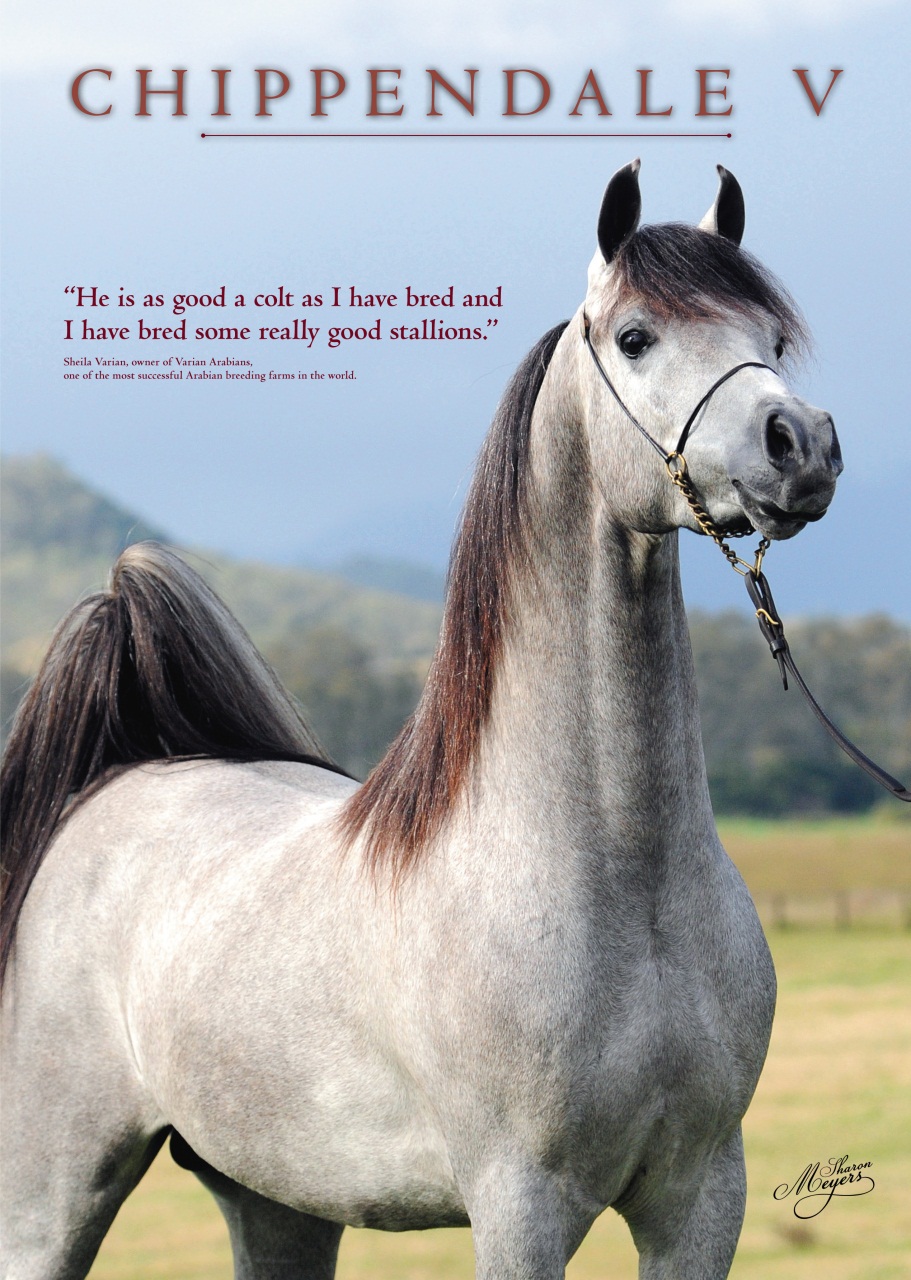 Arabian Studs & Stallions Preview Pages