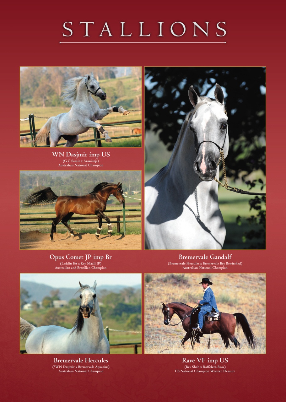 Arabian Studs & Stallions Preview Pages