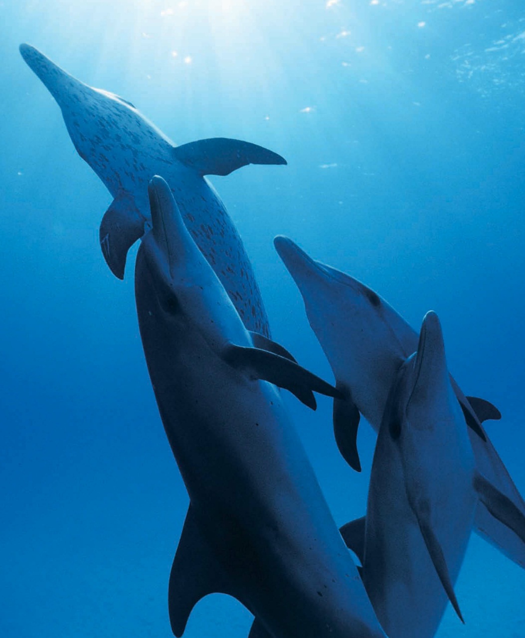 Wildlife Monographs Preview Pages