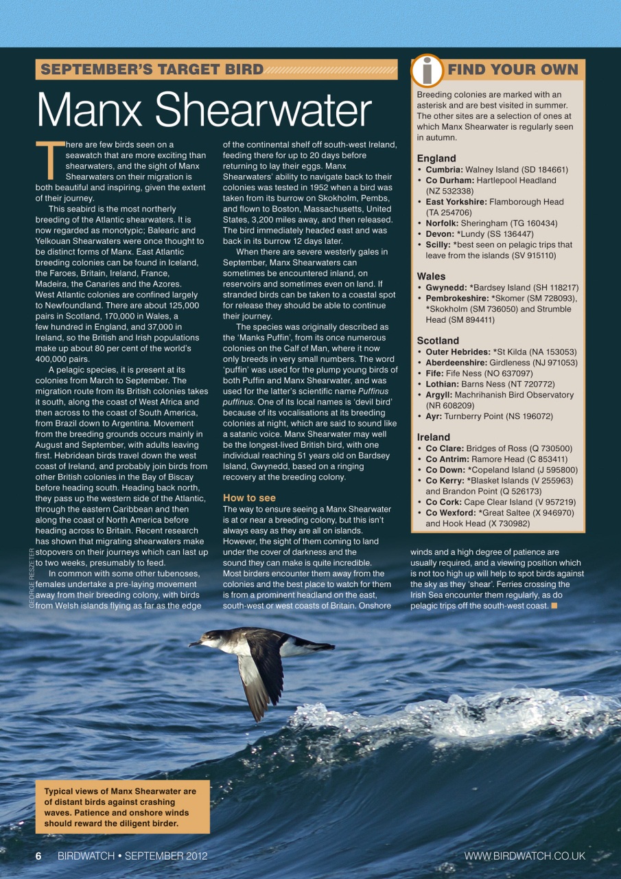 Birdwatch Magazine Preview Pages