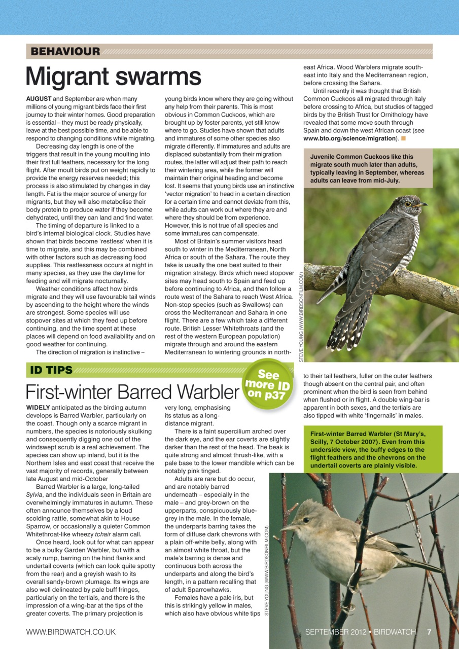 Birdwatch Magazine Preview Pages