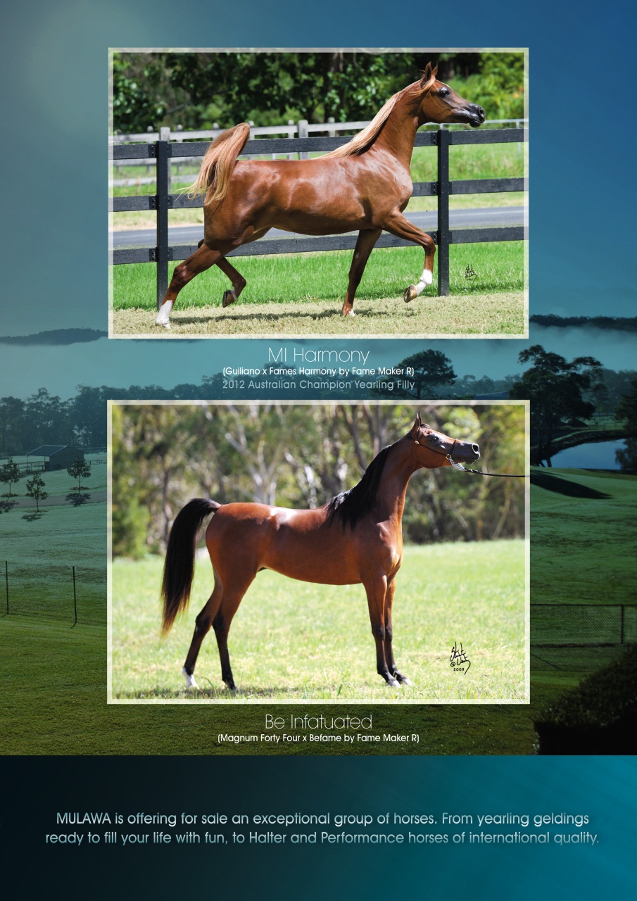 Australian Arabian Horse News Preview Pages