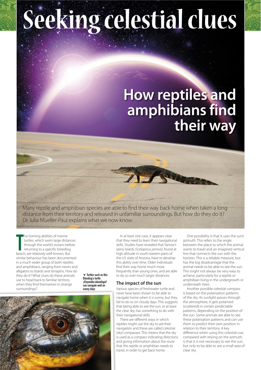 Practical Reptile Keeping Preview Pages