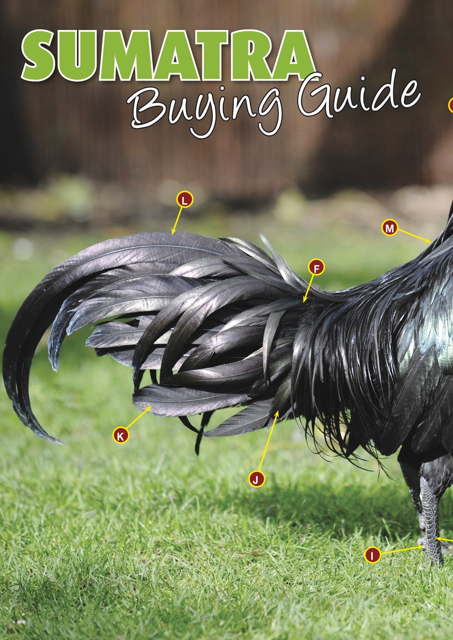 Practical Poultry Preview Pages