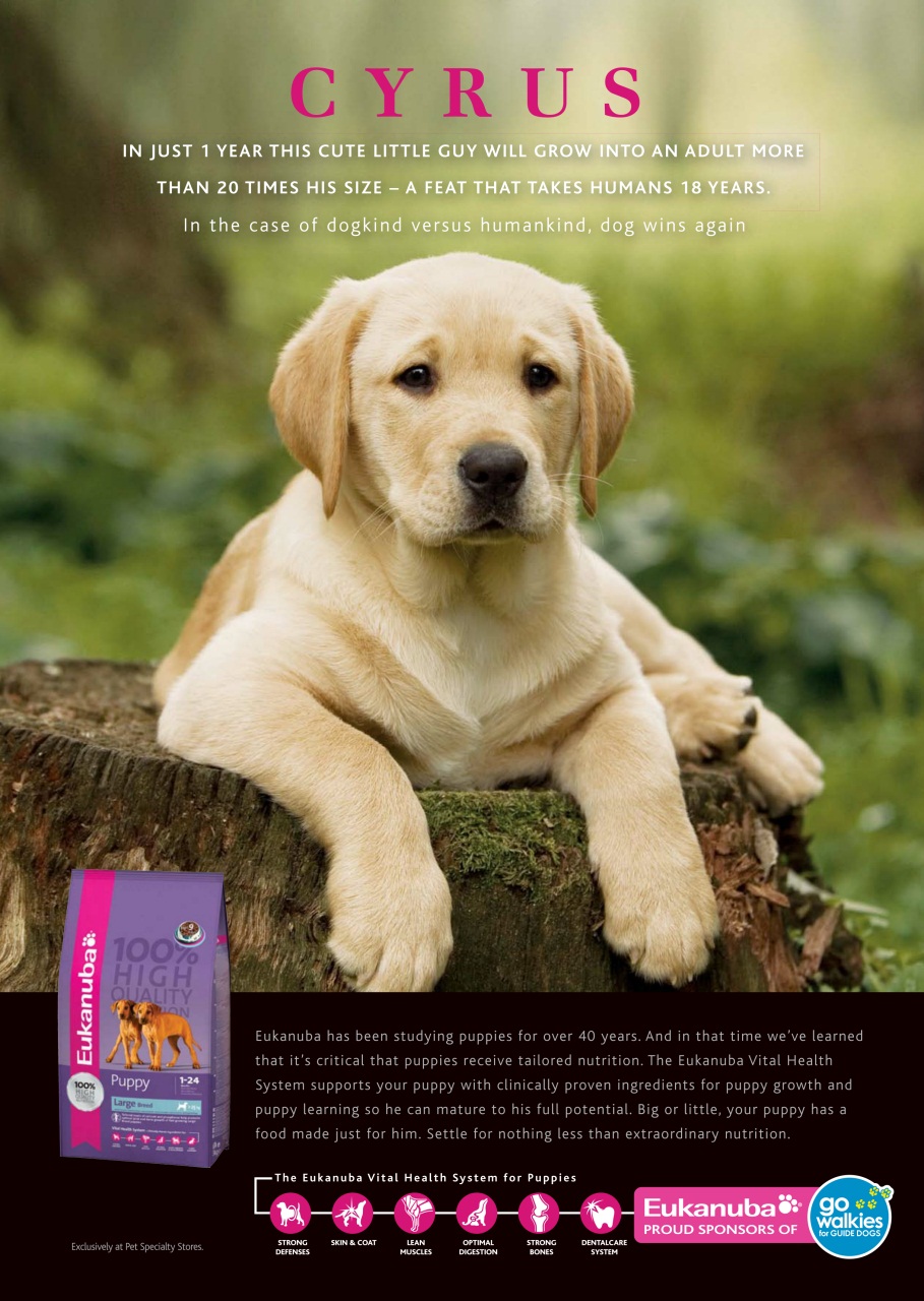 Dogs Today Magazine Preview Pages