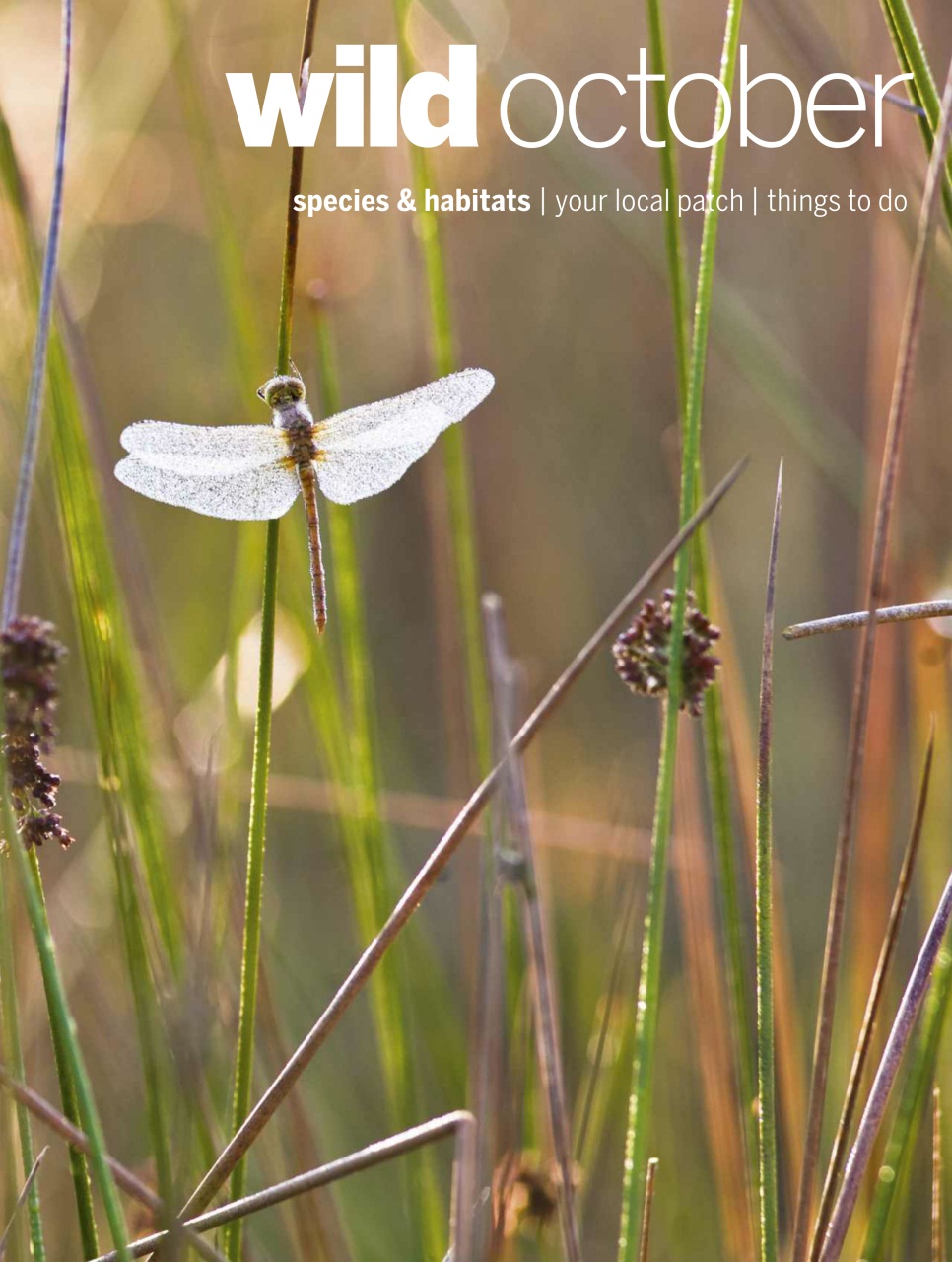 BBC Wildlife Magazine Preview Pages
