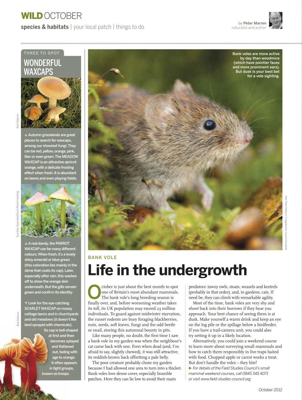 BBC Wildlife Magazine Preview Pages