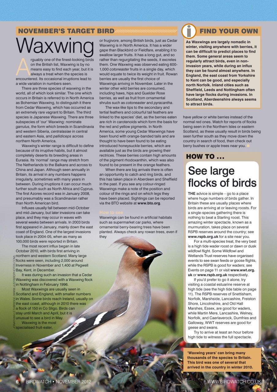 Birdwatch Magazine Preview Pages