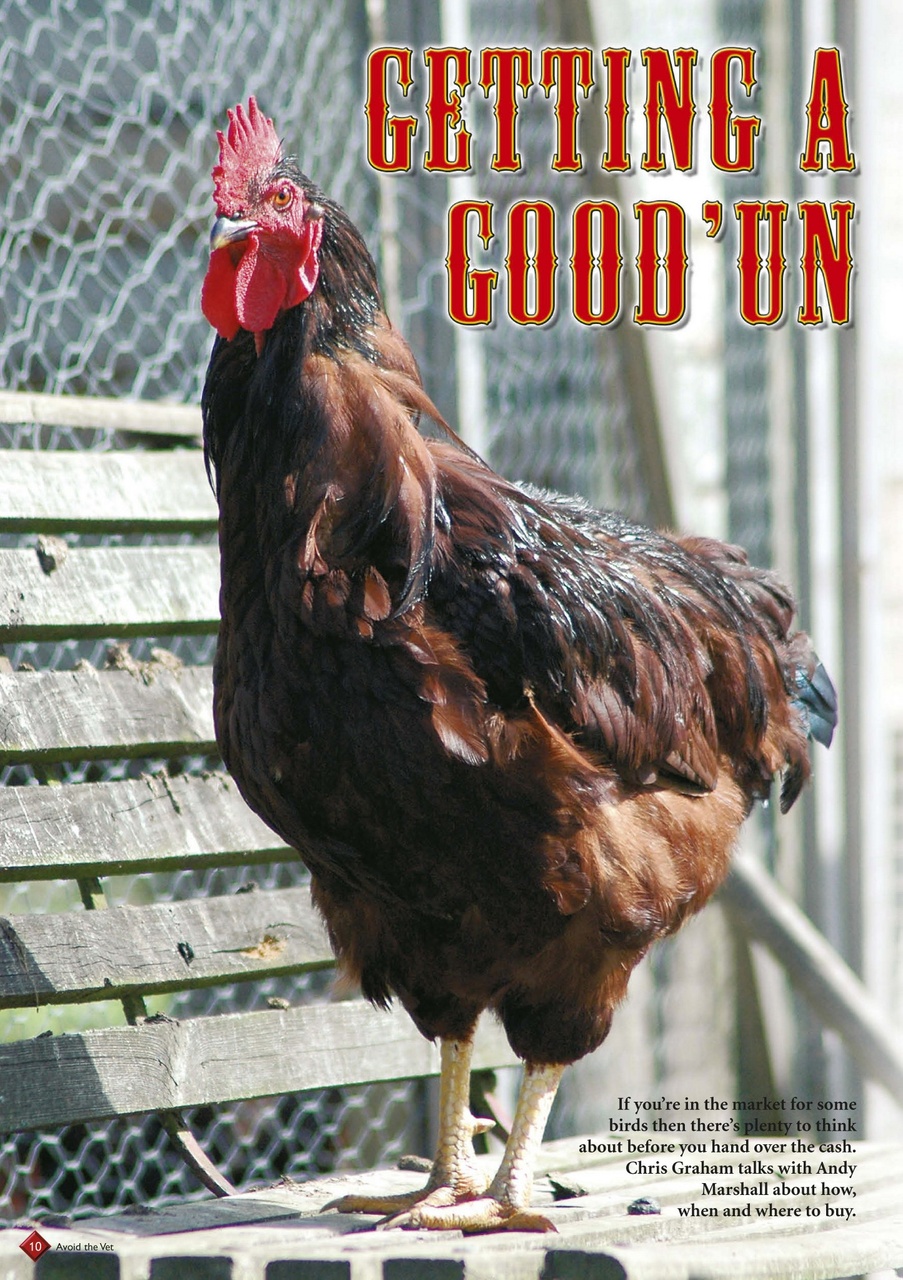 Avoid the Vet Preview Pages