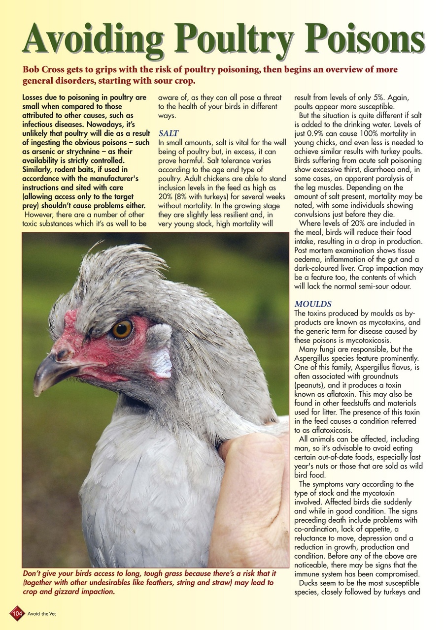 Avoid the Vet Preview Pages