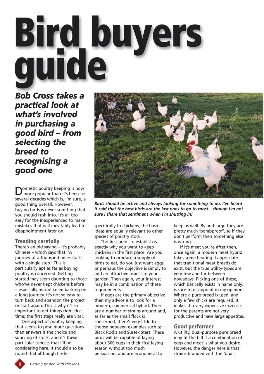 Getting started with chickens Preview Pages