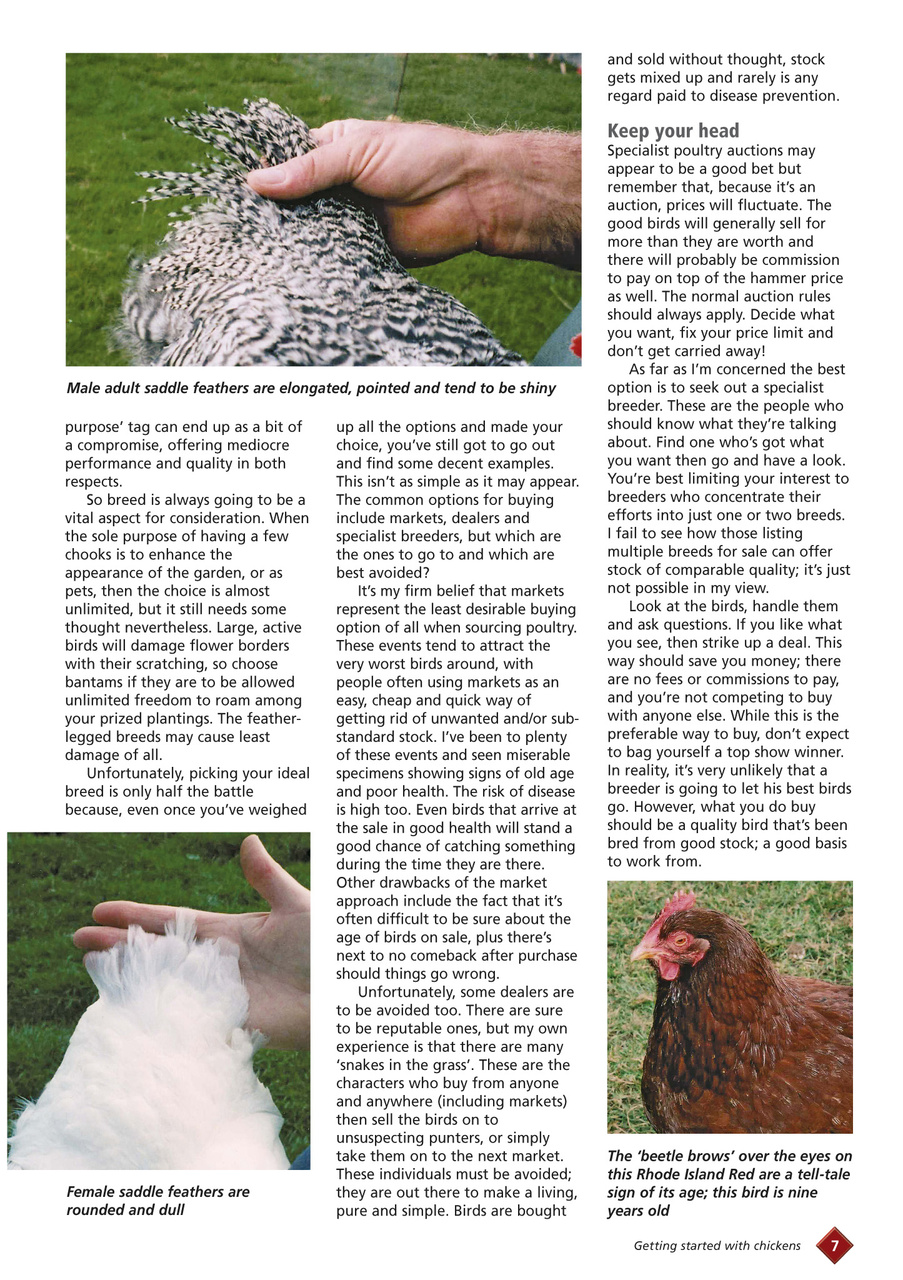 Getting started with chickens Preview Pages