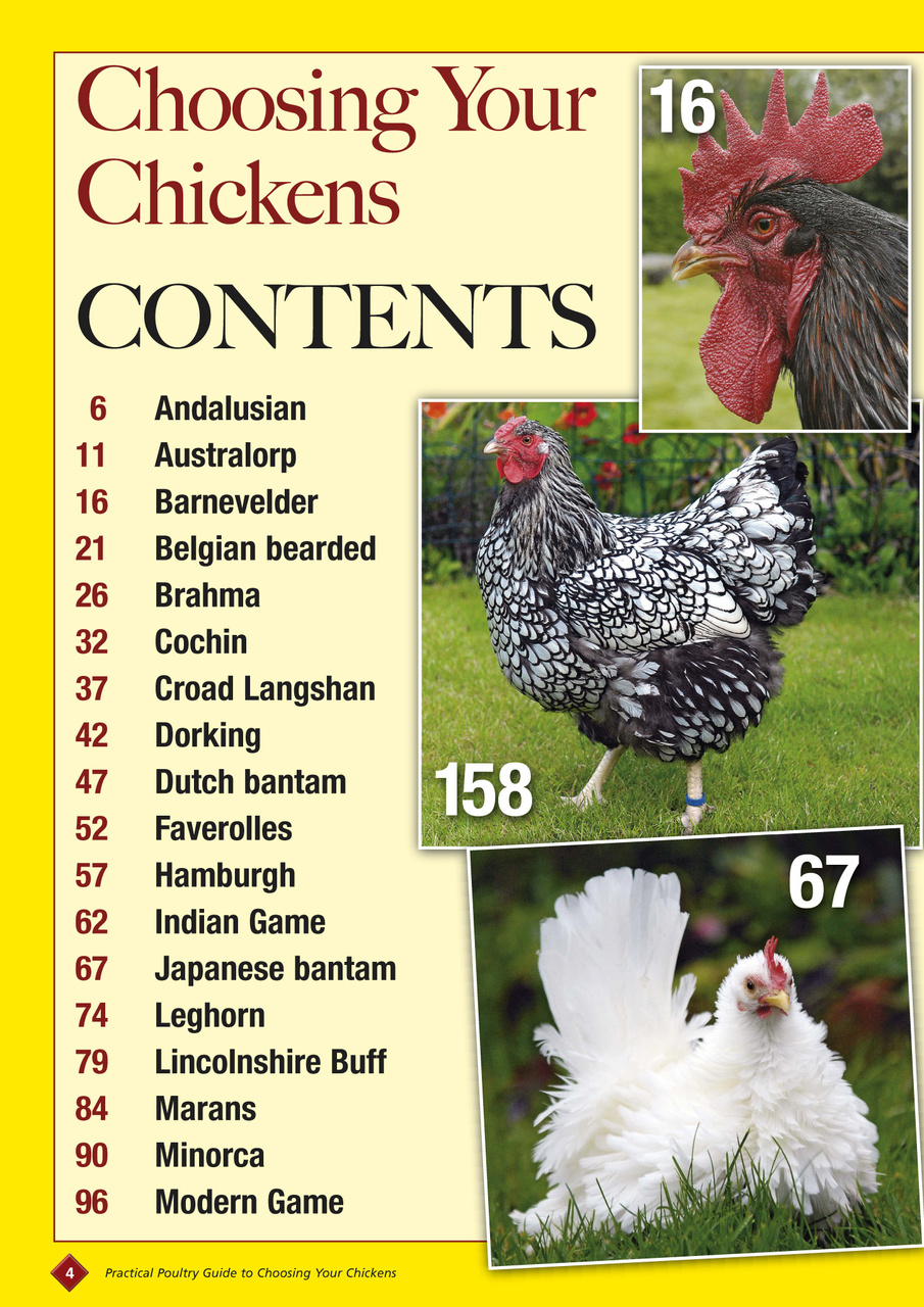 Choosing your chickens Preview Pages