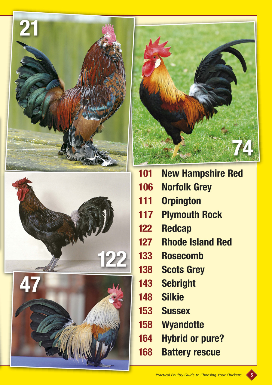 Choosing your chickens Preview Pages