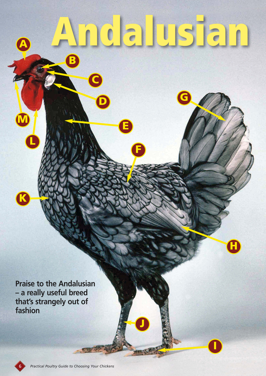 Choosing your chickens Preview Pages