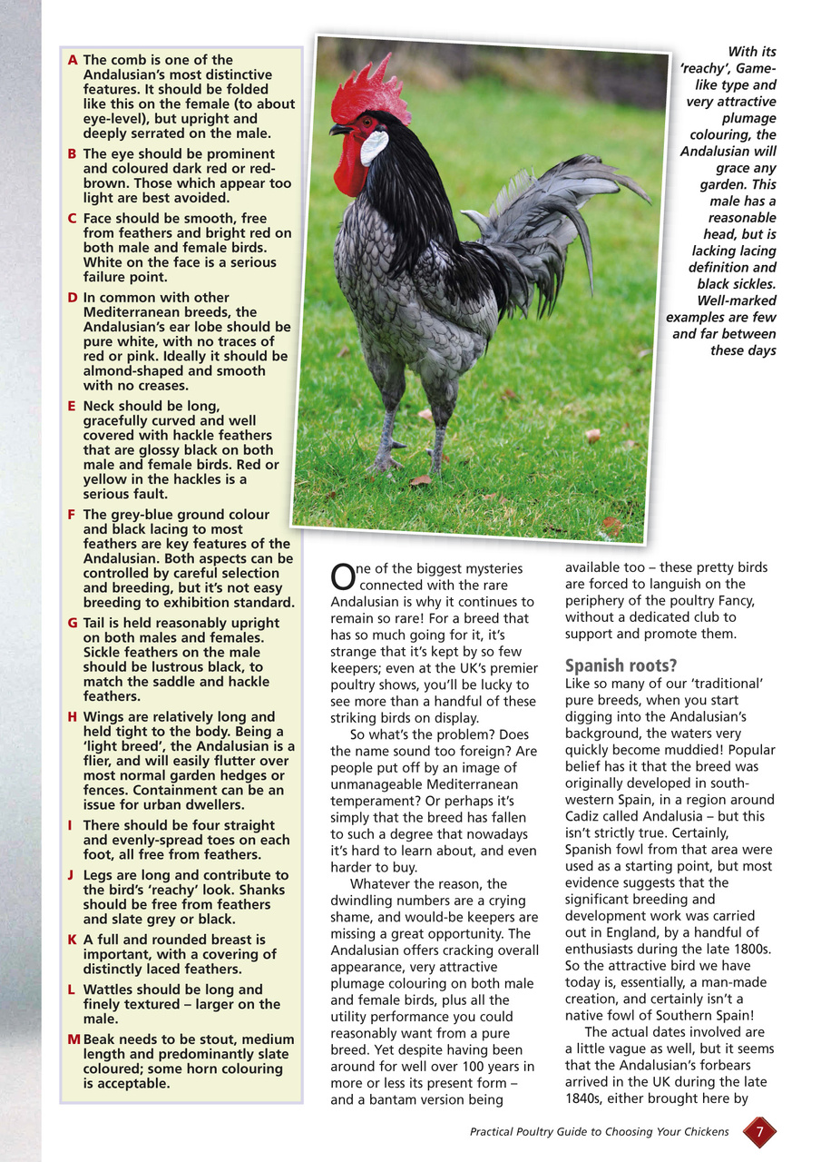 Choosing your chickens Preview Pages