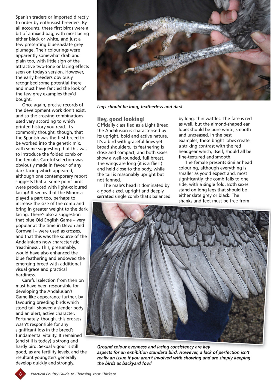 Choosing your chickens Preview Pages