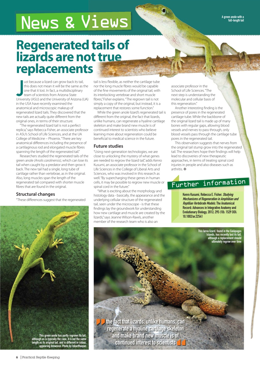 Practical Reptile Keeping Preview Pages