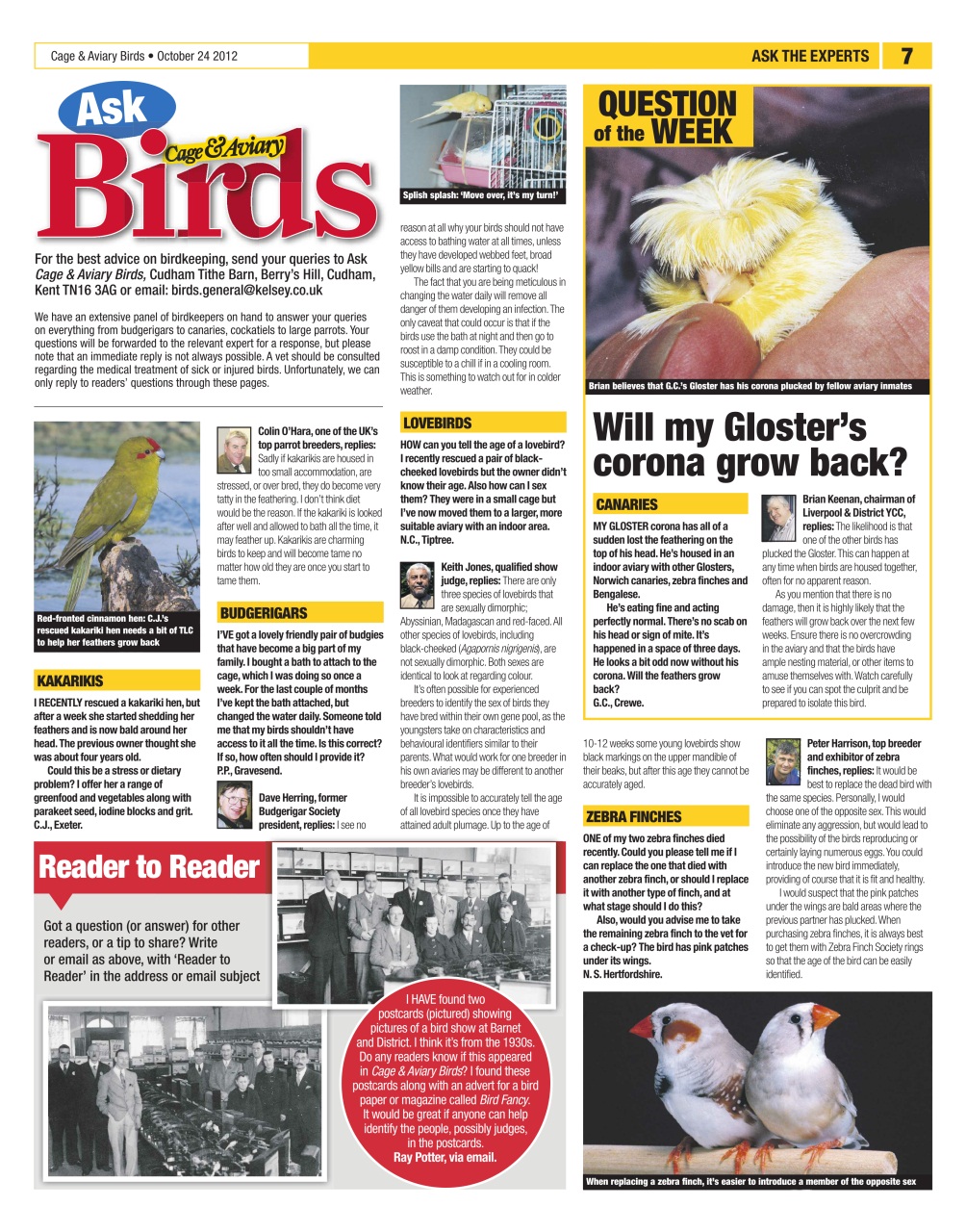 Cage & Aviary Birds Preview Pages