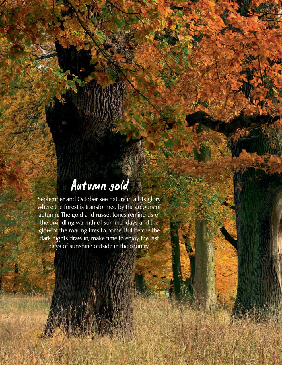 LandLove Magazine Preview Pages