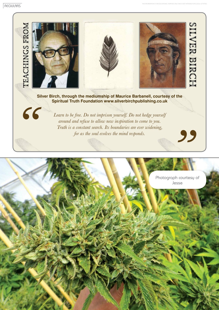 Weed World Preview Pages