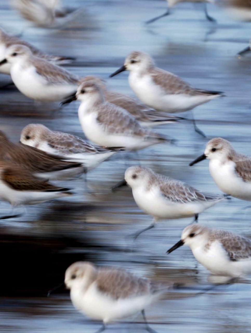 BBC Wildlife Magazine Preview Pages