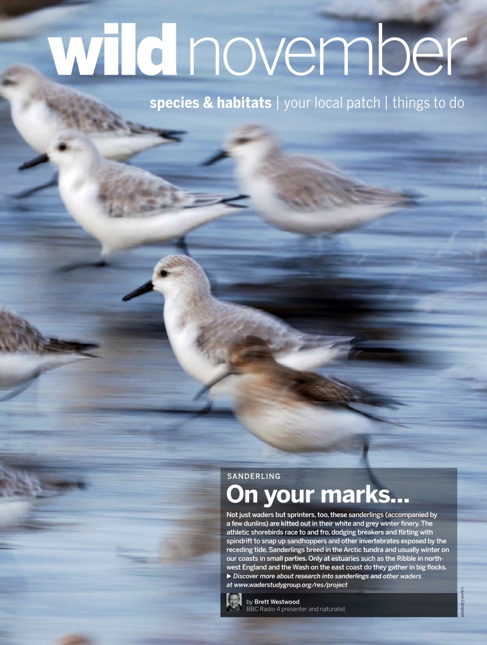 BBC Wildlife Magazine Preview Pages