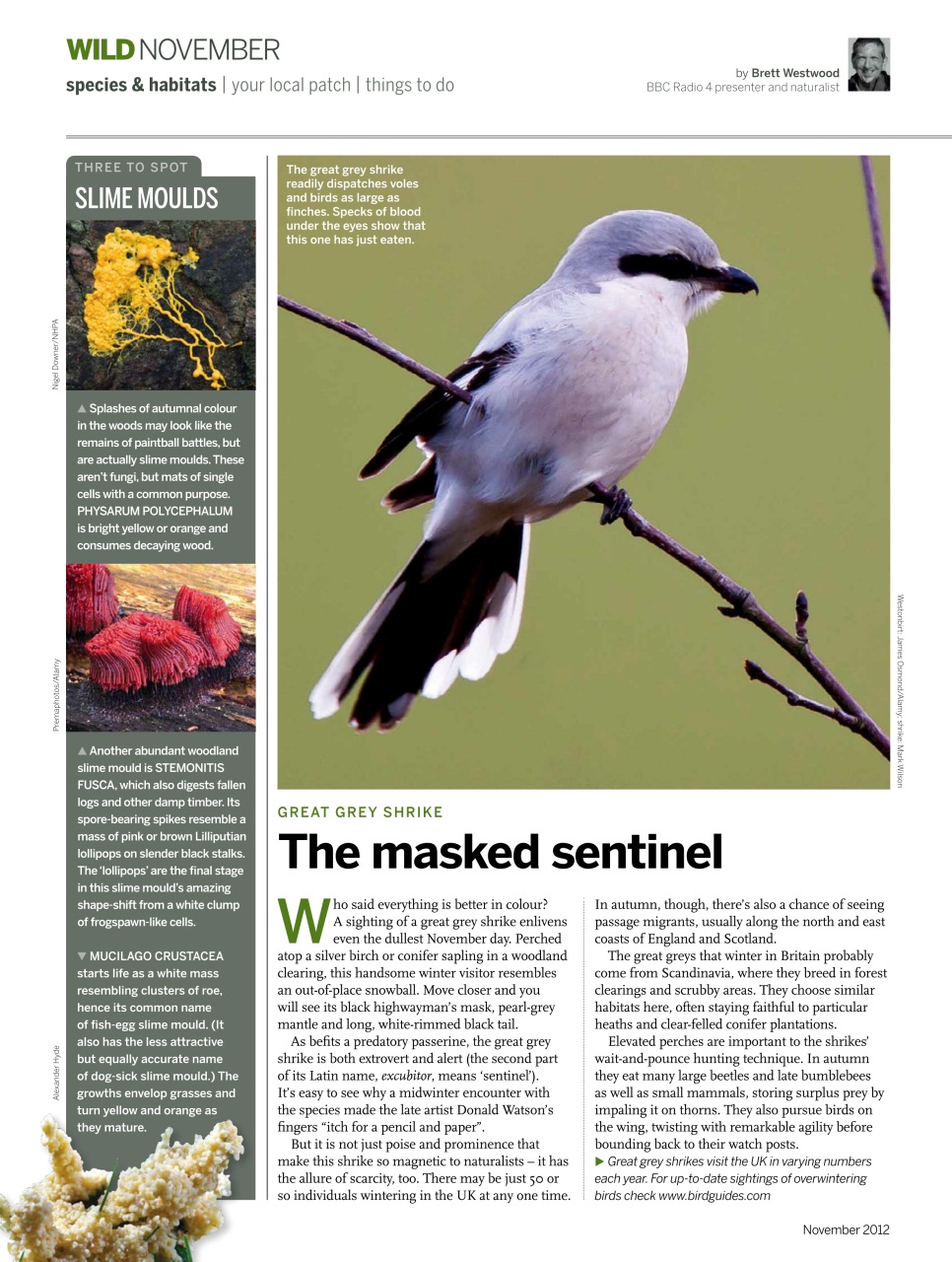 BBC Wildlife Magazine Preview Pages