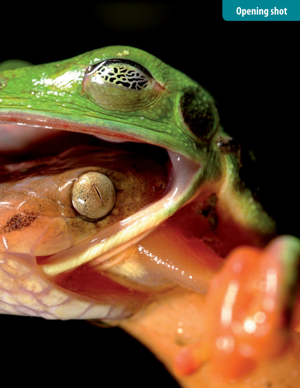 Outdoor Photography Preview Pages