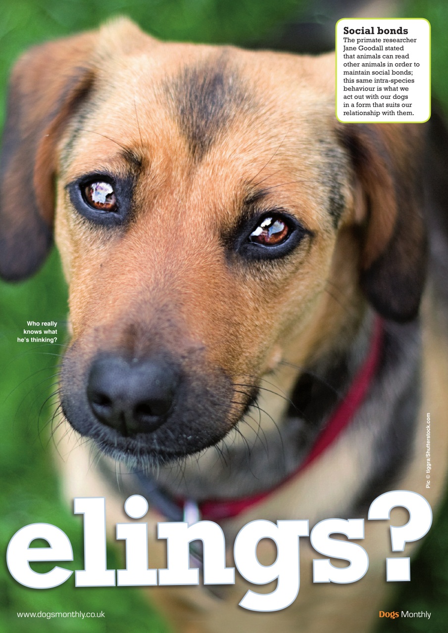 Dogs Monthly Preview Pages