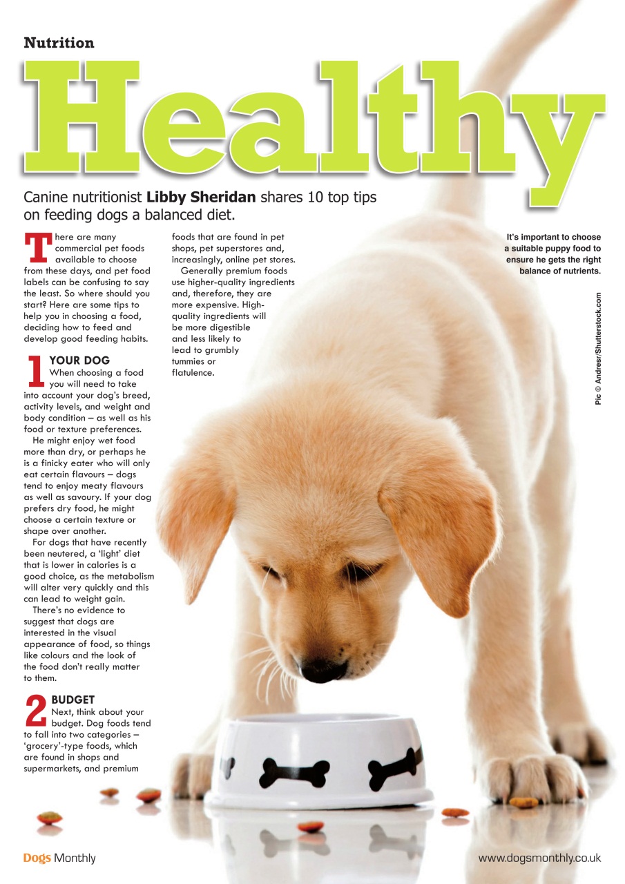 Dogs Monthly Preview Pages