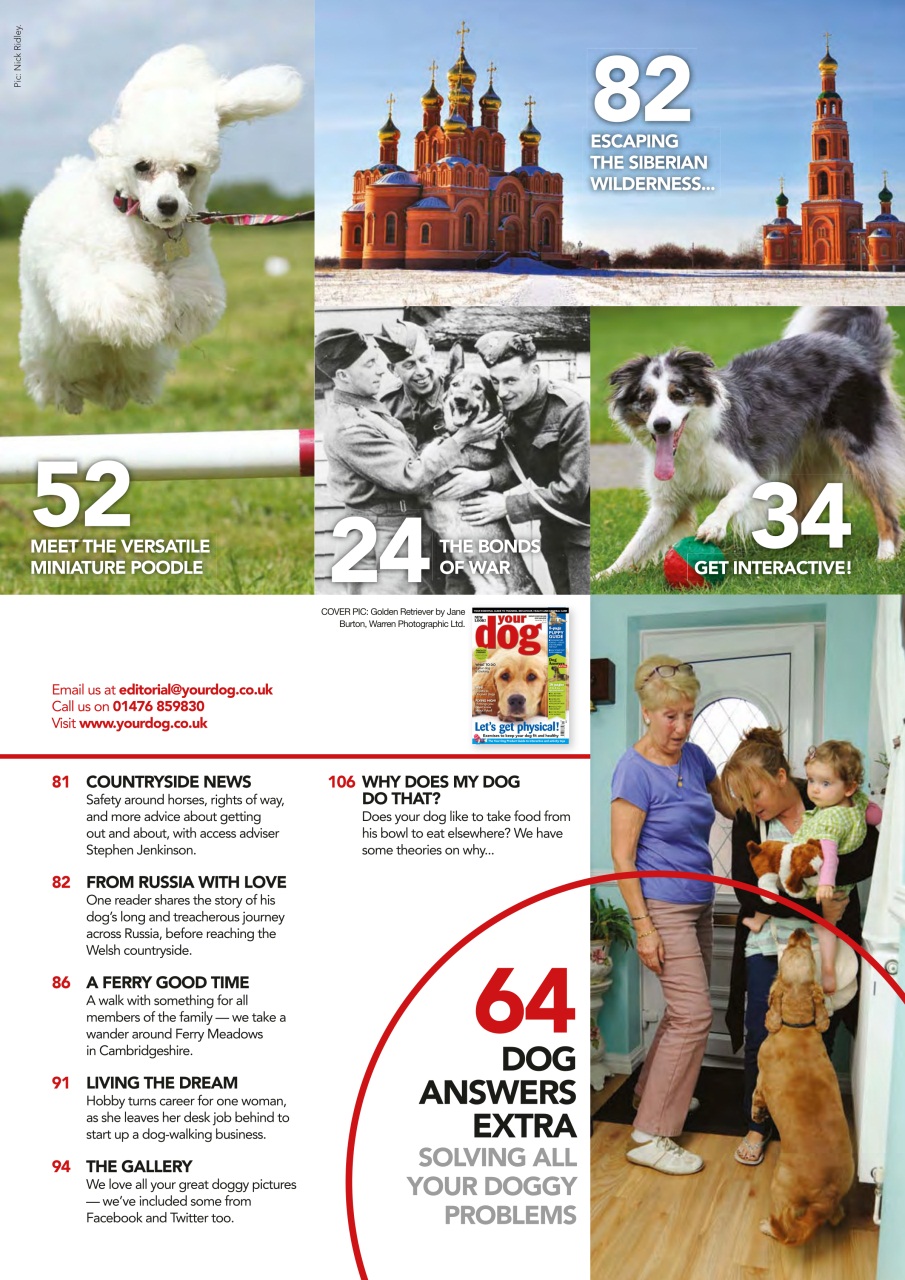 Your Dog Preview Pages