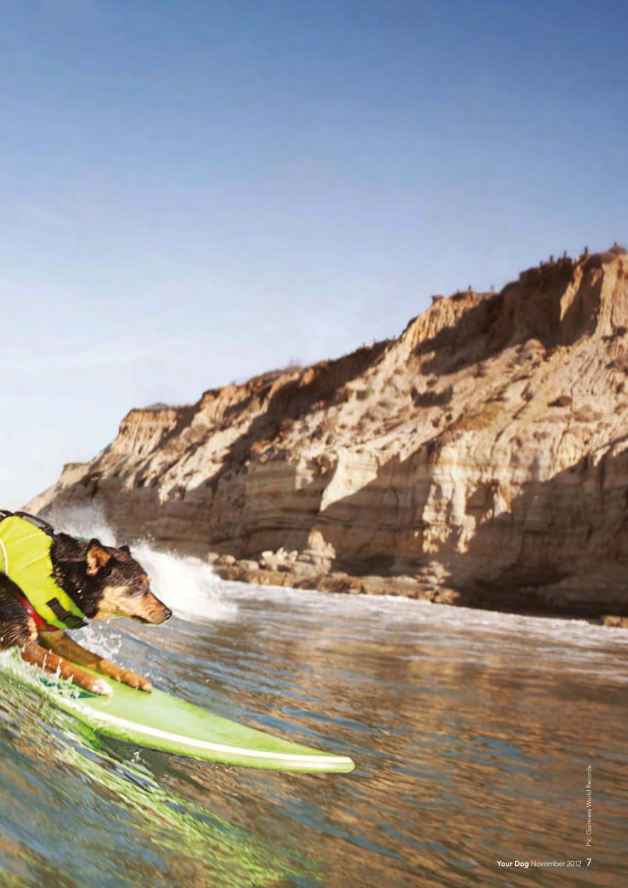 Your Dog Preview Pages