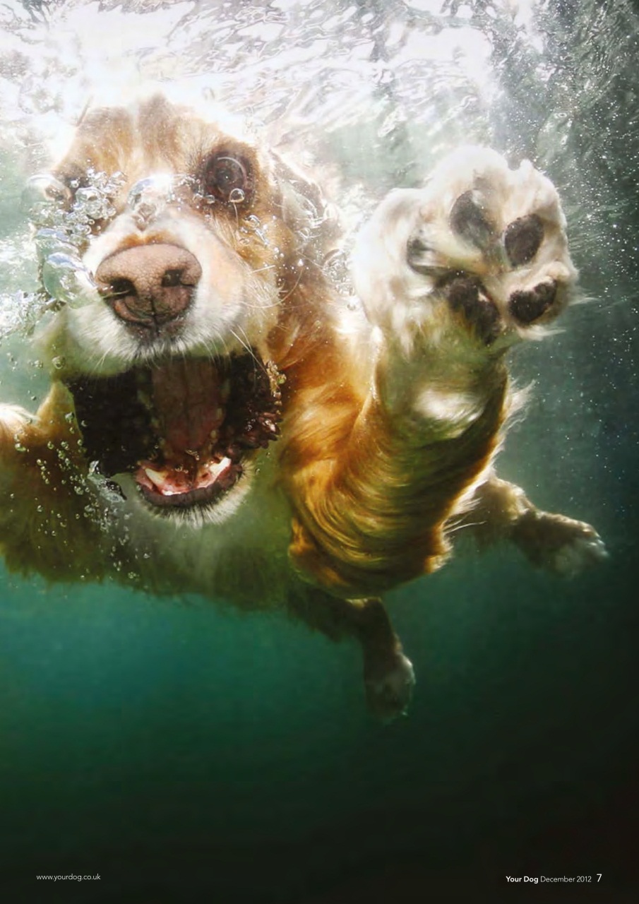 Your Dog Preview Pages