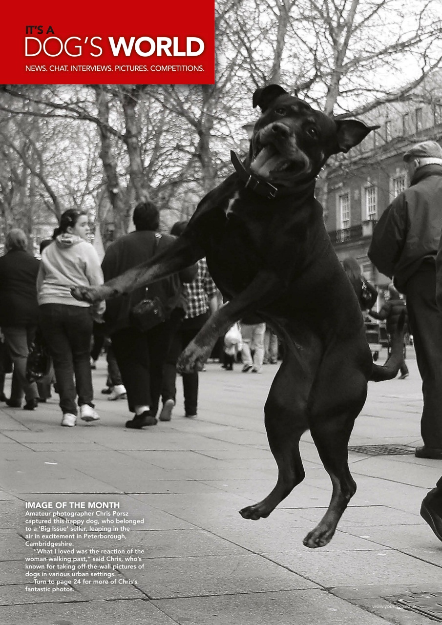 Your Dog Preview Pages