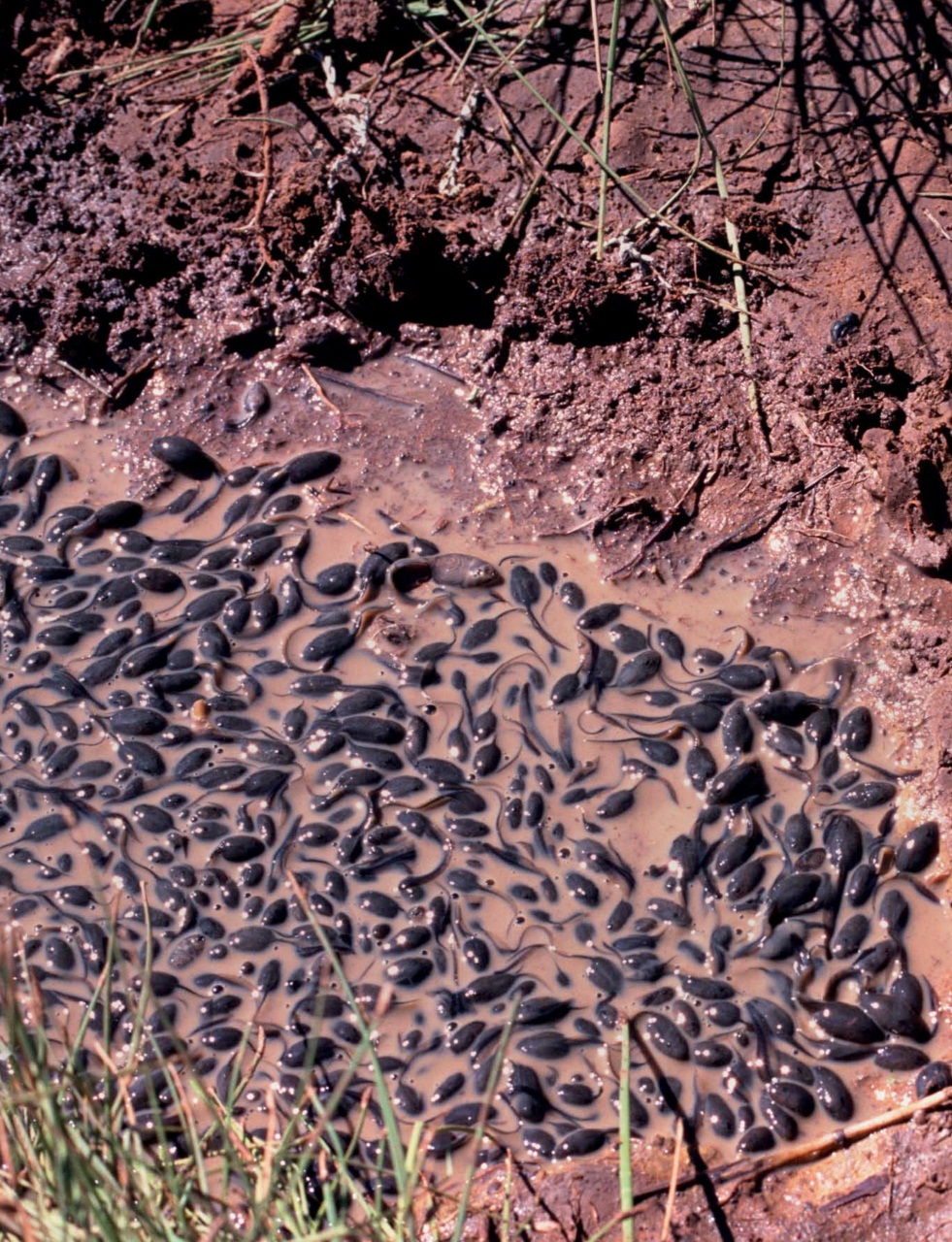 Outdoor Photography Preview Pages